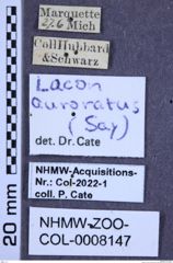 Etikette zu Lacon auroratus (Say, 1836) (NHMW-ZOO-COL-0008147)